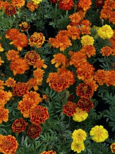 Flores