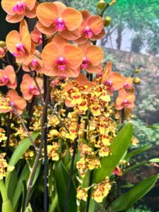 Orquidea