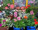 Plantas