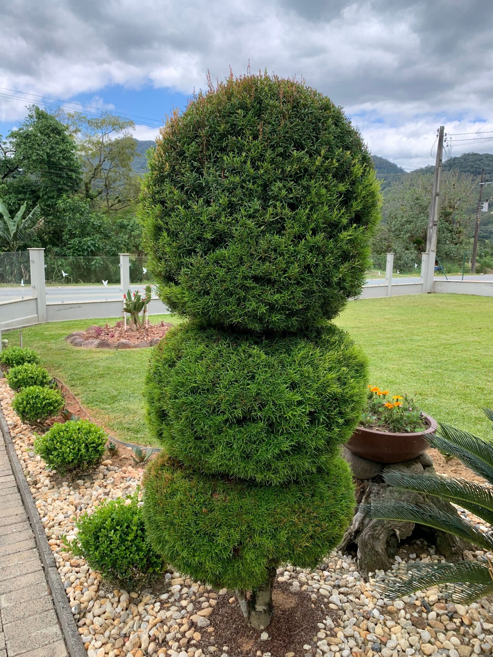 A beautifully shaped topiary tree in a landscaped garden with lush greenery.